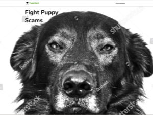 puppy-scams